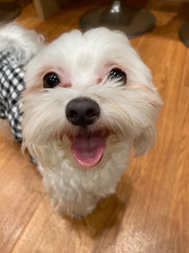 いぬカフェRio 下北沢店に投稿された画像（2025/10/28）