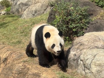 恩賜上野動物園に投稿された画像（2025/10/28）