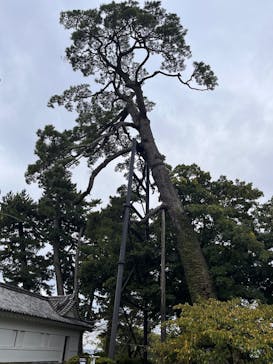 小田原城に投稿された画像（2025/10/28）