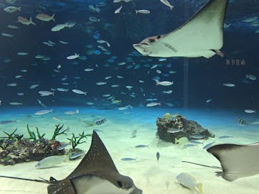 サンシャイン水族館に投稿された画像（2025/10/28）