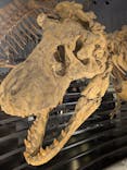 福井県立恐竜博物館に投稿された画像（2025/10/28）