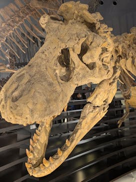 福井県立恐竜博物館に投稿された画像（2025/10/28）