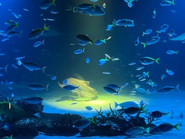 サンシャイン水族館に投稿された画像（2025/10/28）