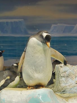 名古屋港水族館に投稿された画像（2025/10/28）