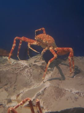 名古屋港水族館に投稿された画像（2025/10/28）