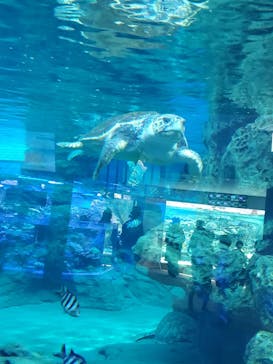 名古屋港水族館に投稿された画像（2025/10/28）
