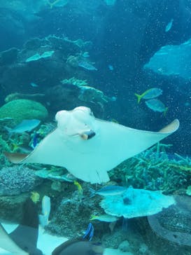 名古屋港水族館に投稿された画像（2025/10/28）