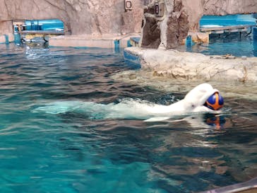 名古屋港水族館に投稿された画像（2025/10/28）