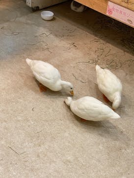 アニタッチららぽーと名古屋みなとアクルスに投稿された画像（2025/10/28）