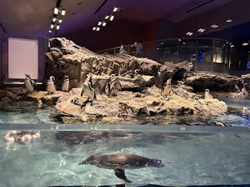 すみだ水族館に投稿された画像（2025/10/28）