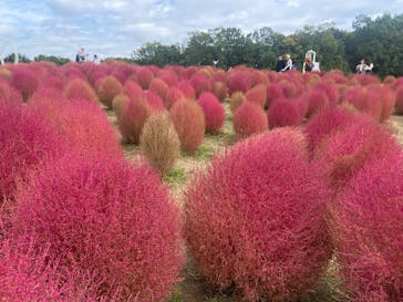 万博記念公園に投稿された画像（2025/10/28）