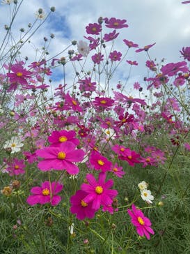 万博記念公園に投稿された画像（2025/10/28）