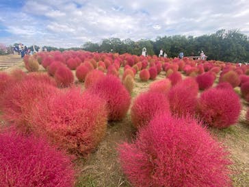 万博記念公園に投稿された画像（2025/10/28）