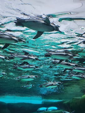 天王寺動物園に投稿された画像（2025/10/28）