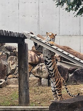 天王寺動物園に投稿された画像（2025/10/28）