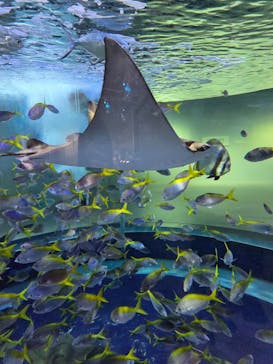 AQUARIUM × ART　atoaに投稿された画像（2025/10/28）