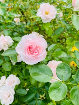 京成バラ園に投稿された画像（2025/10/28）