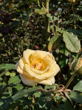 京成バラ園に投稿された画像（2025/10/28）