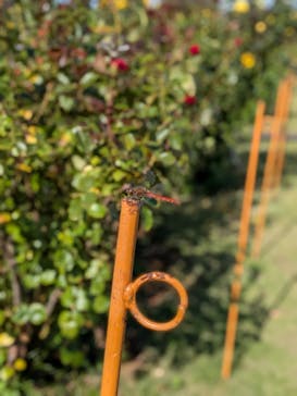 京成バラ園に投稿された画像（2025/10/28）