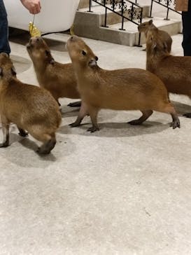 アニタッチ 東京ドームシティに投稿された画像（2025/10/28）