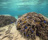 青の洞窟専門店　沖縄ダイビングショップ和に投稿された画像（2025/10/29）