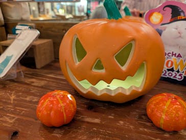 猫カフェモカ　池袋東口店に投稿された画像（2025/10/29）