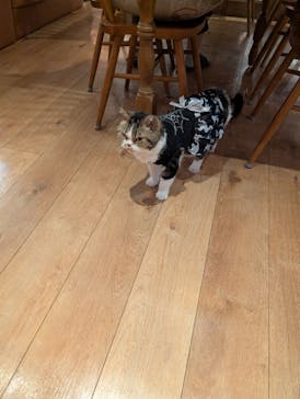 猫カフェモカ　池袋東口店に投稿された画像（2025/10/29）