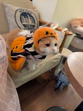 猫カフェモカ　池袋東口店に投稿された画像（2025/10/29）