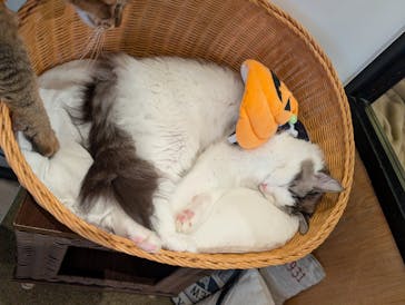 猫カフェモカ　池袋東口店に投稿された画像（2025/10/29）