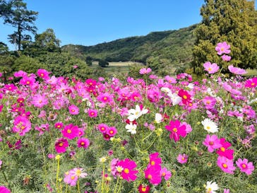 淡路ファームパーク イングランドの丘に投稿された画像（2025/10/29）
