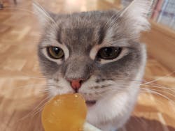 猫カフェモカ　吉祥寺店に投稿された画像（2025/10/29）