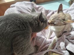 猫カフェモカ　吉祥寺店に投稿された画像（2025/10/29）