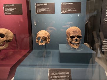 特別展「氷河期展 〜人類が見た4万年前の世界〜」（国立科学博物館）に投稿された画像（2025/10/29）