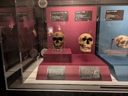 特別展「氷河期展 〜人類が見た4万年前の世界〜」（国立科学博物館）に投稿された画像（2025/10/29）