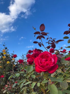 京成バラ園に投稿された画像（2025/10/29）