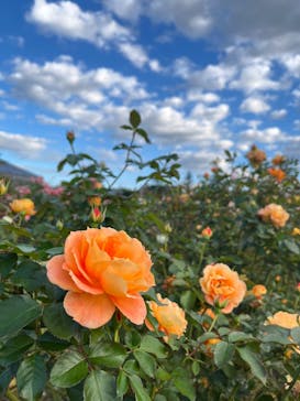 京成バラ園に投稿された画像（2025/10/29）