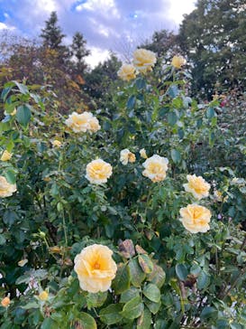 京成バラ園に投稿された画像（2025/10/29）