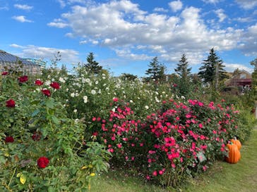 京成バラ園に投稿された画像（2025/10/29）