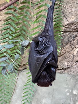 長崎バイオパークに投稿された画像（2025/10/29）