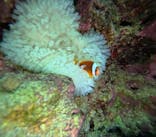 武藤潜水に投稿された画像（2025/10/29）