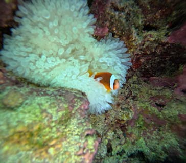 武藤潜水に投稿された画像（2025/10/29）