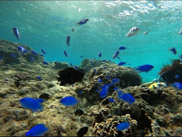 武藤潜水に投稿された画像（2025/10/29）