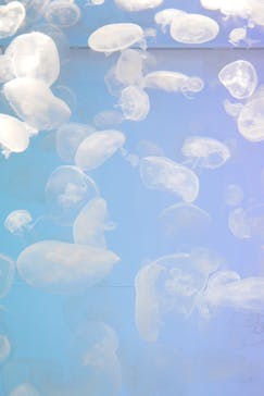 アクアワールド茨城県大洗水族館に投稿された画像（2025/10/29）