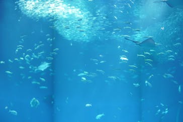 アクアワールド茨城県大洗水族館に投稿された画像（2025/10/29）