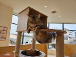 Cat Café MOFF グランベリーパーク店に投稿された画像（2025/10/29）