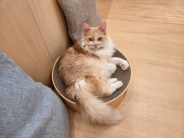 Cat Café MOFF グランベリーパーク店に投稿された画像（2025/10/29）