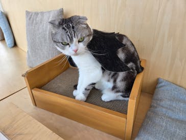 Cat Café MOFF グランベリーパーク店に投稿された画像（2025/10/29）