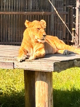 那須サファリパークに投稿された画像（2025/10/29）