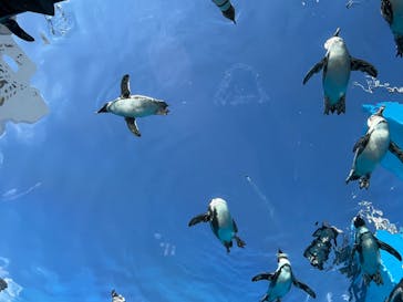 サンシャイン水族館に投稿された画像（2025/10/29）