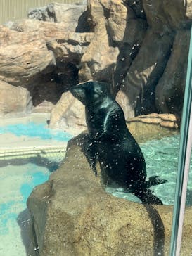 サンシャイン水族館に投稿された画像（2025/10/29）